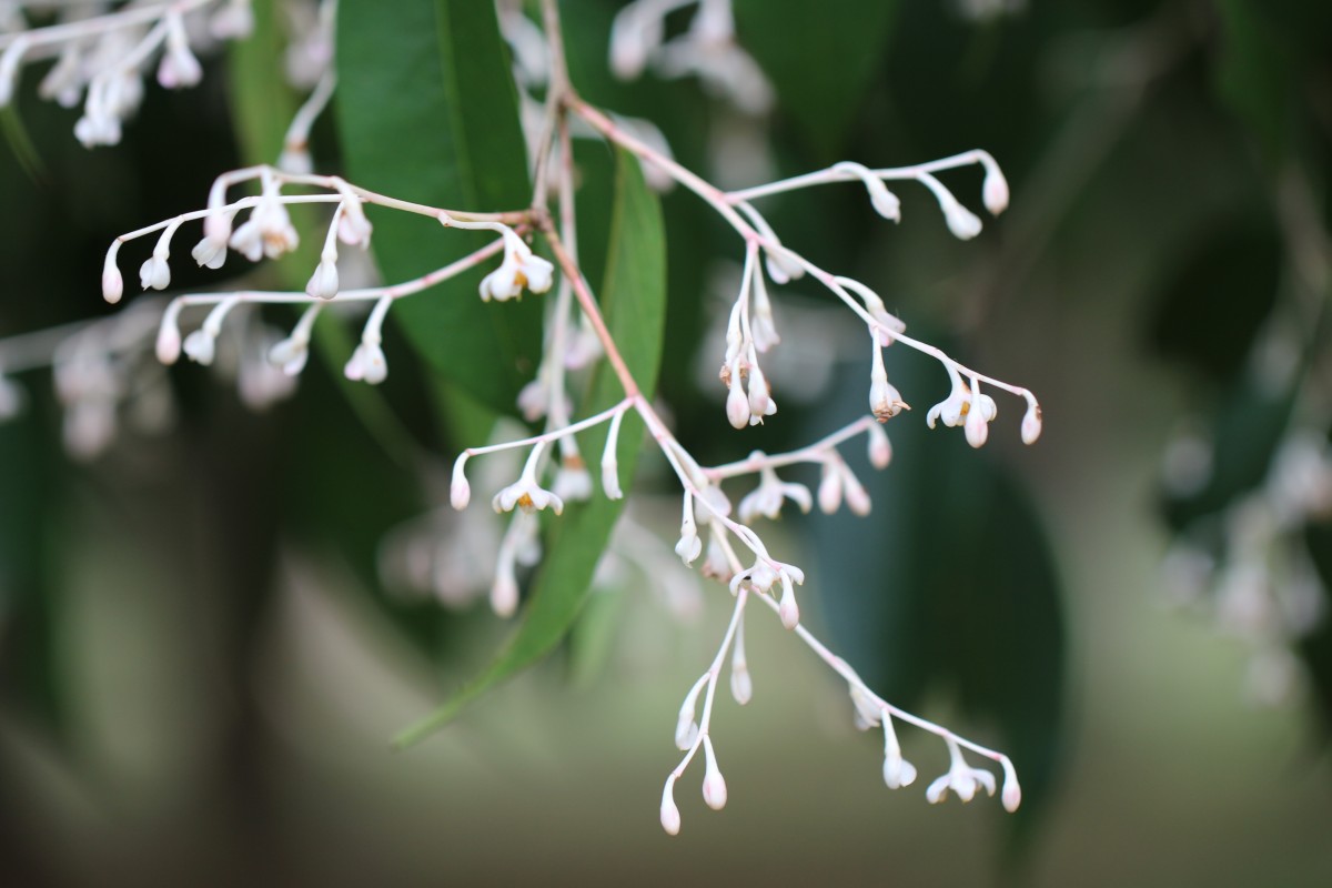 Doona cordifolia Thwaites